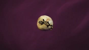 I am a Saucy Salamander&hellip; | Juan Pablo Lauriente